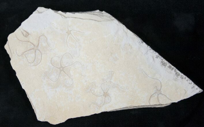 Brittle Star (Sinosura) Multiple Plate - Solnhofen Limestone #14584